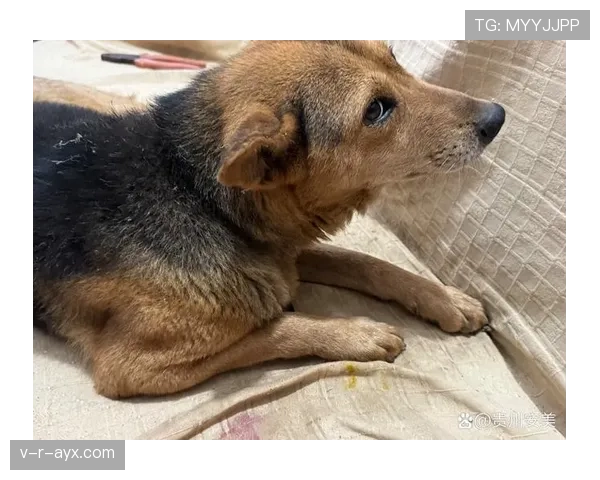 埃琳·安德森家的狗都比你年薪高